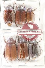 Scientific lot no. 267 Melolonthinae (6 pcs)