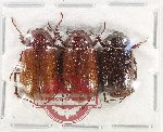 Scientific lot no. 283 Melolonthinae (3 pcs)
