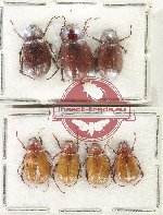 Scientific lot no. 277 Melolonthinae (7 pcs - 3 pcs A2)