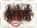 Scientific lot no. 262 Melolonthinae (3 pcs)