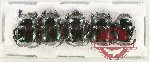 Scientific lot no. 990 Coprophaga (5 pcs)