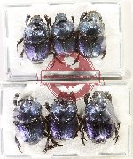 Scientific lot no. 998 Coprophaga (Proagoderus sp.) (6 pcs A2)