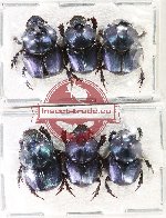 Scientific lot no. 997 Coprophaga (Proagoderus sp.) (6 pcs A2)