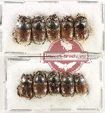 Scientific lot no. 993 Coprophaga (10 pcs)
