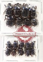 Scientific lot no. 1005 Coprophaga (18 pcs)