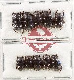 Scientific lot no. 1018 Coprophaga (10 pcs)