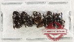 Scientific lot no. 982 Coprophaga (5 pcs)