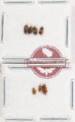 Scientific lot no. 217 Nitidulidae (7 pcs)