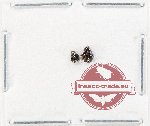 Scientific lot no. 1025 Curculionidae (2 pcs)