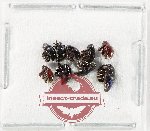 Scientific lot no. 1028 Curculionidae (9 pcs)