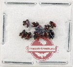 Scientific lot no. 1026 Curculionidae (10 pcs)