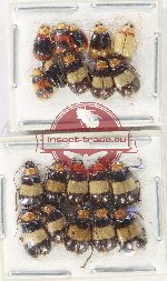 Scientific lot no. 646 Chrysomelidae (20 pcs)