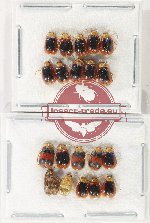 Scientific lot no. 645 Chrysomelidae (20 pcs)