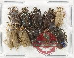 Scientific lot no. 644 Chrysomelidae (10 pcs)