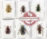 Scientific lot no. 642 Chrysomelidae (6 pcs - 1 pc A2)