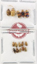 Scientific lot no. 648 Chrysomelidae (15 pcs)