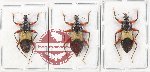 Scientific lot no. 1444 Heteroptera (3 pcs)