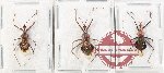Scientific lot no. 1441 Heteroptera (3 pcs)