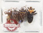 Scientific lot no. 1437 Heteroptera (4 pcs)