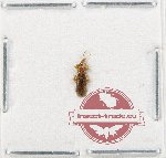 Scientific lot no. 1443 Heteroptera (1 pc)