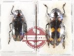 Scientific lot no. 211 Erotylidae (2 pcs A2)