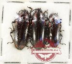 Scientific lot no. 214 Erotylidae (3 pcs)