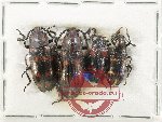 Scientific lot no. 209 Erotylidae (4 pcs)