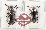 Scientific lot no. 215 Erotylidae (2 pcs)