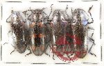 Scientific lot no. 213 Erotylidae (4 pcs)