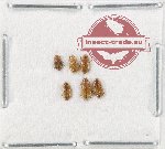 Scientific lot no. 215 Nitidulidae (6 pcs)