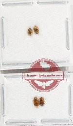 Scientific lot no. 219 Nitidulidae (7 pcs)