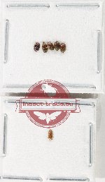 Scientific lot no. 220 Nitidulidae (6 pcs)