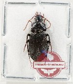 Carabidae sp. 15X