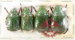 Scientific lot no. 408 Rutelinae (4 pcs A2)