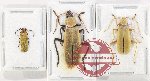Scientific lot no. 79 Cantharidae (3 pcs)