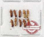 Scientific lot no. 202 Scolytidae (10 pcs)