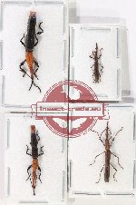 Scientific lot no. 154 Brenthidae (4 pcs)