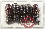 Scientific lot no. 970 Coprophaga (10 pcs)