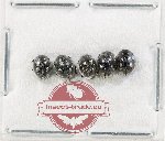 Scientific lot no. 150 Coccinelidae (5 pcs)