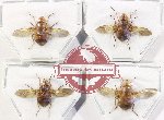 Scientific lot no. 124 Diptera (4 pcs)