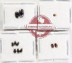 Hydrophilidae Scientific lot no. 355 (9 pcs)