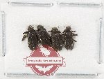 Elmidae Scientific lot no. 63 (4 pcs)