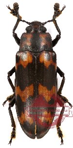 Erotylidae sp. 7 (5 pcs)