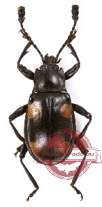 Eumorphus sp. 3 (3 pcs)