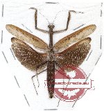 Statilia maculata (A-)