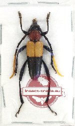 Pachyteria jeanninae