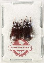 Scientific lot no. 276 Melolonthinae (2 pcs)