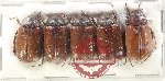 Scientific lot no. 269 Melolonthinae (5 pcs)