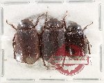 Scientific lot no. 285 Melolonthinae (3 pcs)