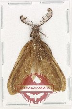 Corydalidae sp. 15 (A-)